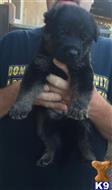 german shepherd puppy posted by Judy Smithson